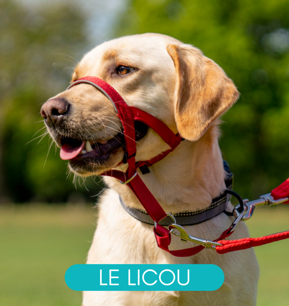 Harnais ou licou : lequel choisir pour son chien? - Société Protectrice ...