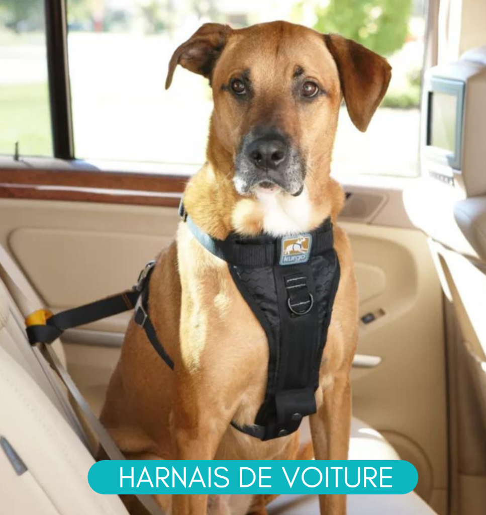 Harnais ou licou : lequel choisir pour son chien? - Société Protectrice ...