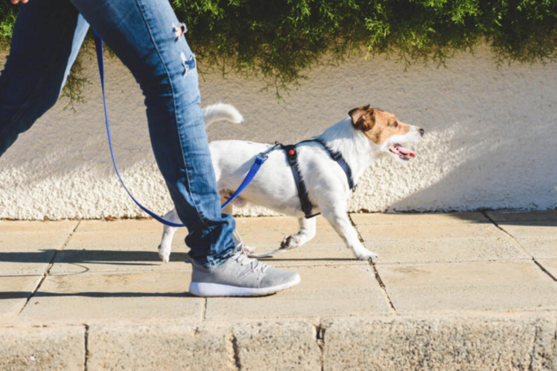 Harnais ou licou : lequel choisir pour son chien? - Société Protectrice ...