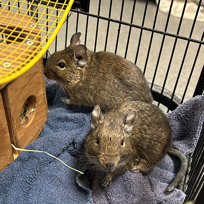 Alvin Th Odore Et Simon Soci T Protectrice Des Animaux De L Estrie Spa Refuge Adoption